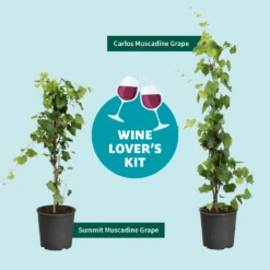 Wine Lover's Kit 9 Wine Lover's Kit -Green Plant Store WineLoversKitGraphic 2
