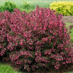 Wine & Roses® Weigela Shrub 9 Wine & Roses® Weigela Shrub -Green Plant Store Wine and Roses Weigela 2 FGT