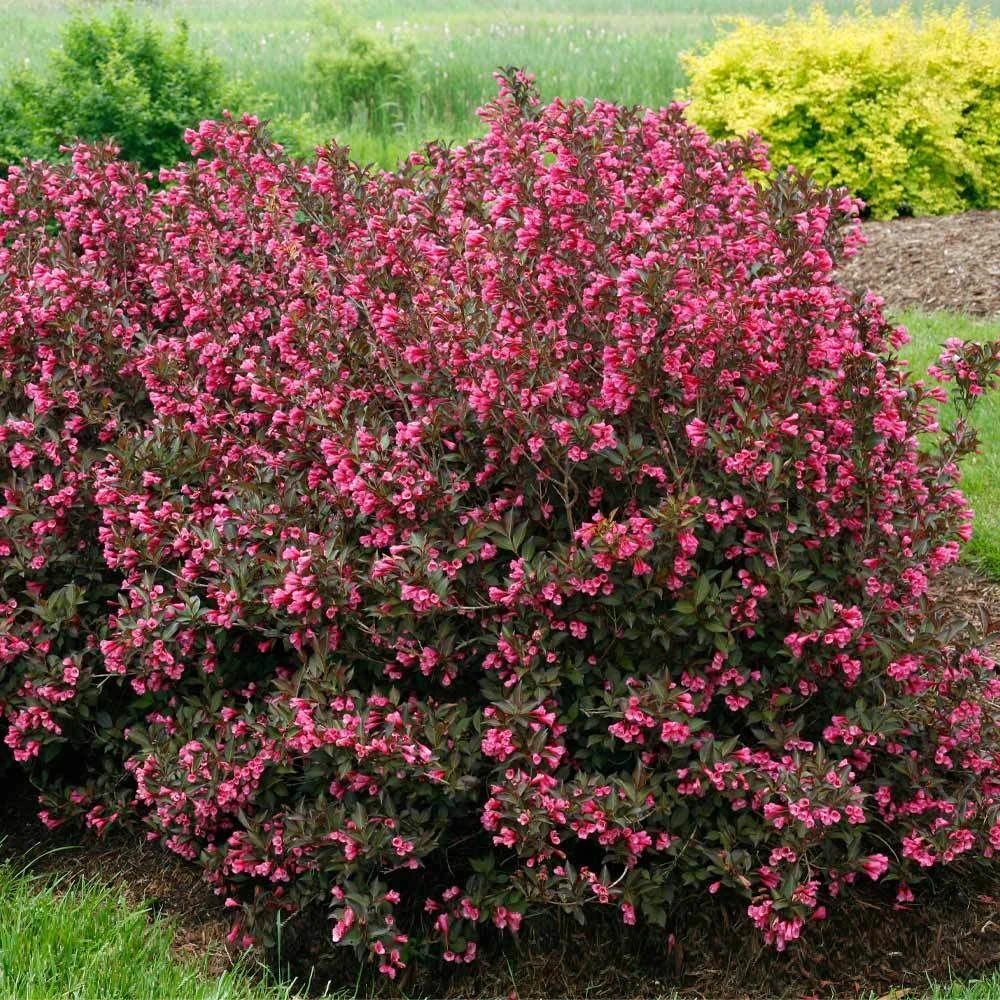 Wine & Roses® Weigela Shrub 5 Wine & Roses® Weigela Shrub - Image 3