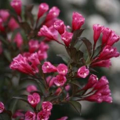Wine & Roses® Weigela Shrub 10 Wine & Roses® Weigela Shrub -Green Plant Store Wine and Roses Weigela 3 FGT