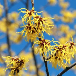Common Witch Hazel Shrub -Green Plant Store Witch Hazel 1