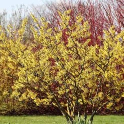 Common Witch Hazel Shrub -Green Plant Store Witch Hazel 6