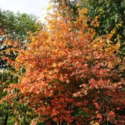 Common Witch Hazel Shrub -Green Plant Store Witch Hazel 7