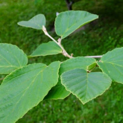 Diane Witch Hazel Shrub 10 Diane Witch Hazel Shrub -Green Plant Store Witch Hazel Diane 2