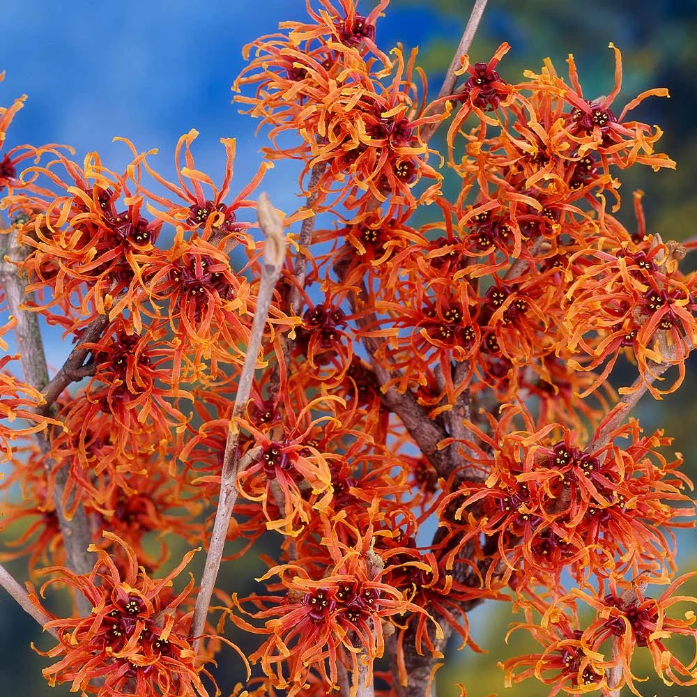 Jelena Witch Hazel Shrub 4 Jelena Witch Hazel Shrub - Image 2