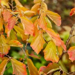 Jelena Witch Hazel Shrub 14 Jelena Witch Hazel Shrub -Green Plant Store Witch Hazel Jelena 5