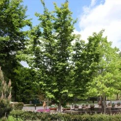 Jelena Witch Hazel Shrub 15 Jelena Witch Hazel Shrub -Green Plant Store Witch Hazel Jelena 6