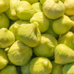 Yellow Fig Tree -Green Plant Store Yellow Fig 1