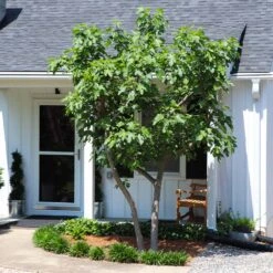 Yellow Fig Tree -Green Plant Store Yellow Fig 5