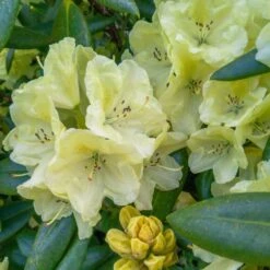 Yellow Rhododendron 7 Yellow Rhododendron -Green Plant Store Yellow Rhododendron 2 FGT