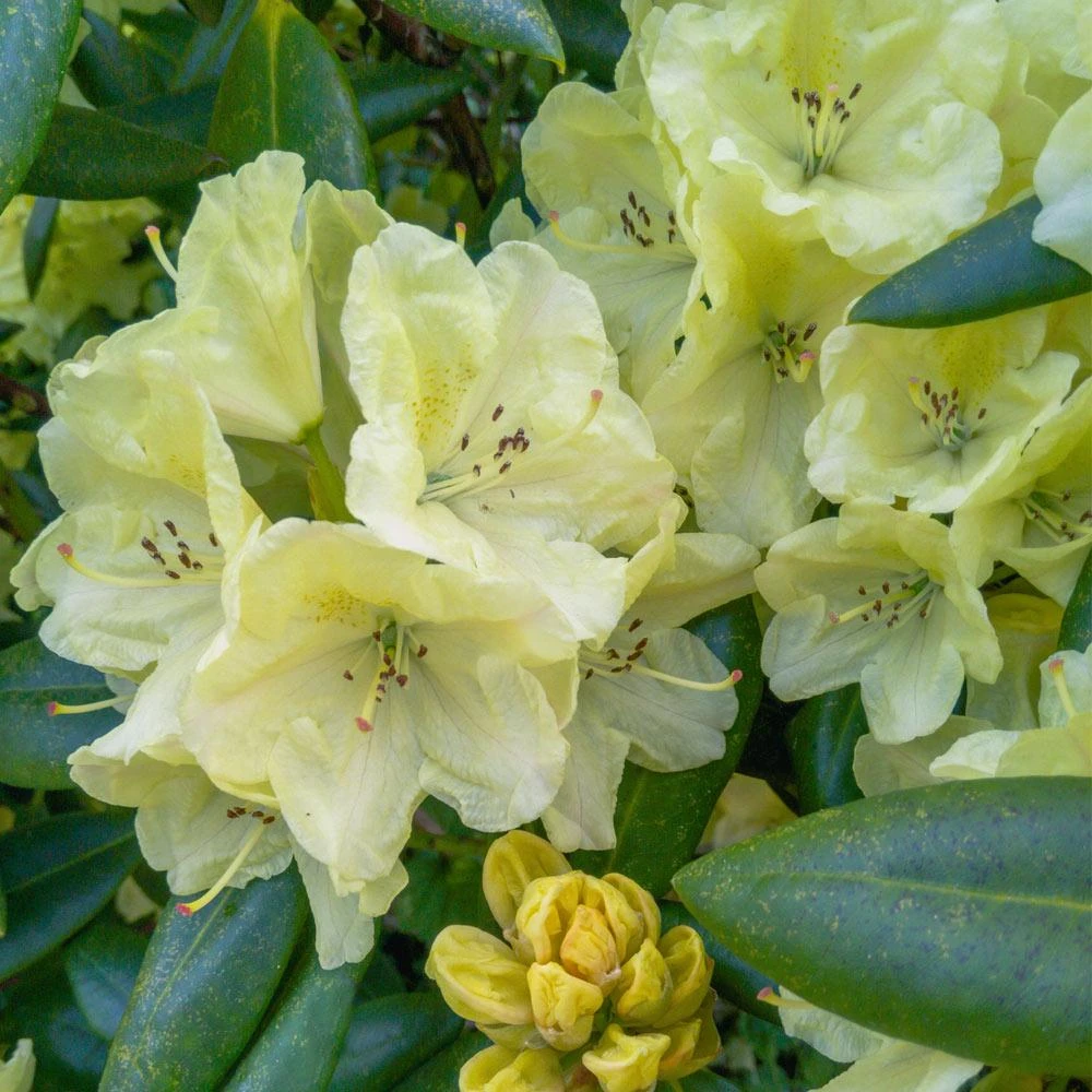 Yellow Rhododendron 5 Yellow Rhododendron - Image 3