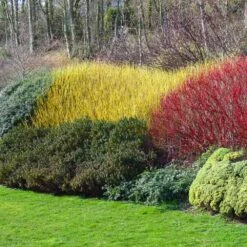 Yellow Twig Dogwood Shrub -Green Plant Store Yellow Twig Dogwood 1