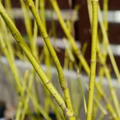 Yellow Twig Dogwood Shrub -Green Plant Store Yellow Twig Dogwood 4 FGT
