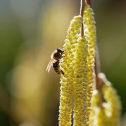 York Filbert Hazelnut -Green Plant Store York Hazelnut 2