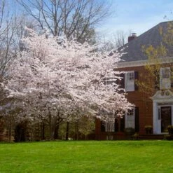 Yoshino Cherry Tree 11 Yoshino Cherry Tree -Green Plant Store Yoshino Cherry 8 FGT