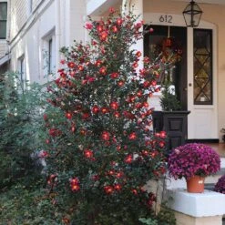 Yuletide Camellia -Green Plant Store Yuletide Camellia 4 BB