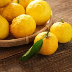Yuzu Tree 9 Yuzu Tree -Green Plant Store Yuzu Citrus 3 FGT
