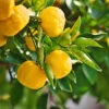 Yuzu Tree 2 Yuzu Tree -Green Plant Store Yuzu Citrus FGT 600x600 f4fe55aa 8325 4d58 8b4b 8490fdfe6633