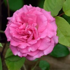 Zephirine Drouhin Climbing Rose -Green Plant Store Zephirine Drouhin Rose 1 FGT