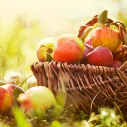 Zestar Apple Tree -Green Plant Store Zestar Apple 2