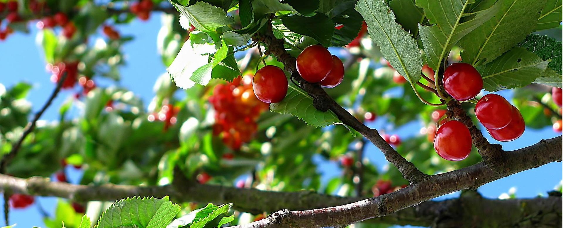 Green Plant Store 18 Green Plant Store -Green Plant Store cherry 212601 1920