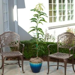 Condo Mango Tree 10 Condo Mango Tree -Green Plant Store condo mango 1