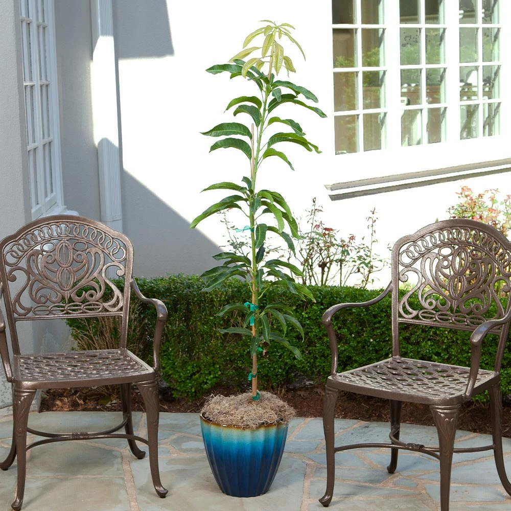 Condo Mango Tree 5 Condo Mango Tree - Image 3