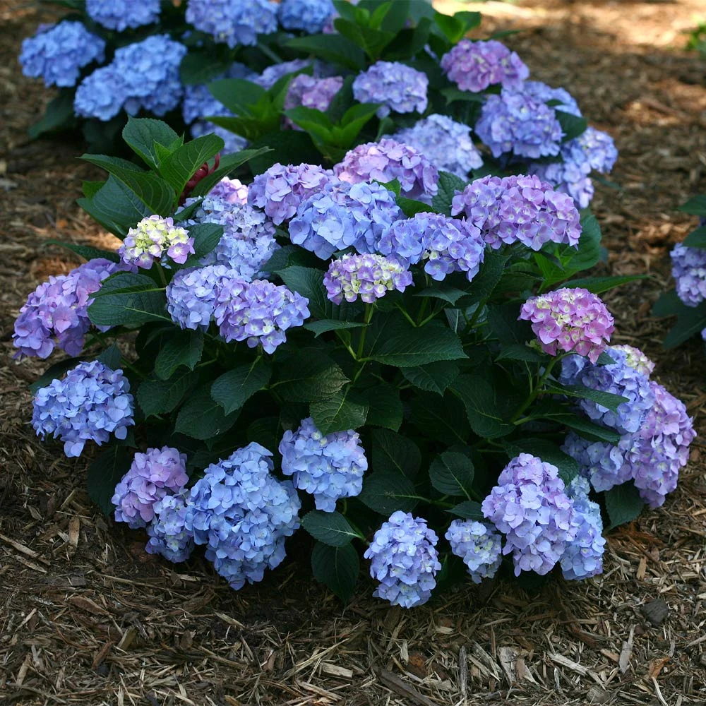 Let's Dance® Blue Jangles Hydrangea Shrub 4 Let's Dance® Blue Jangles Hydrangea Shrub - Image 2