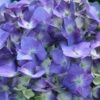 Let's Dance® Blue Jangles Hydrangea Shrub 2 Let's Dance® Blue Jangles Hydrangea Shrub -Green Plant Store hydrangea lets dance blue jangles FGT 600x600 25bcb94d 9c22 4f28 98ac dd802bf22f52