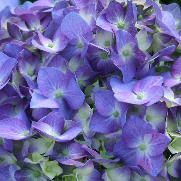 Let's Dance® Blue Jangles Hydrangea Shrub 3 Let's Dance® Blue Jangles Hydrangea Shrub