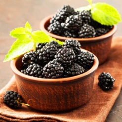 Kiowa Blackberry Bush -Green Plant Store kiowa blackberry 3