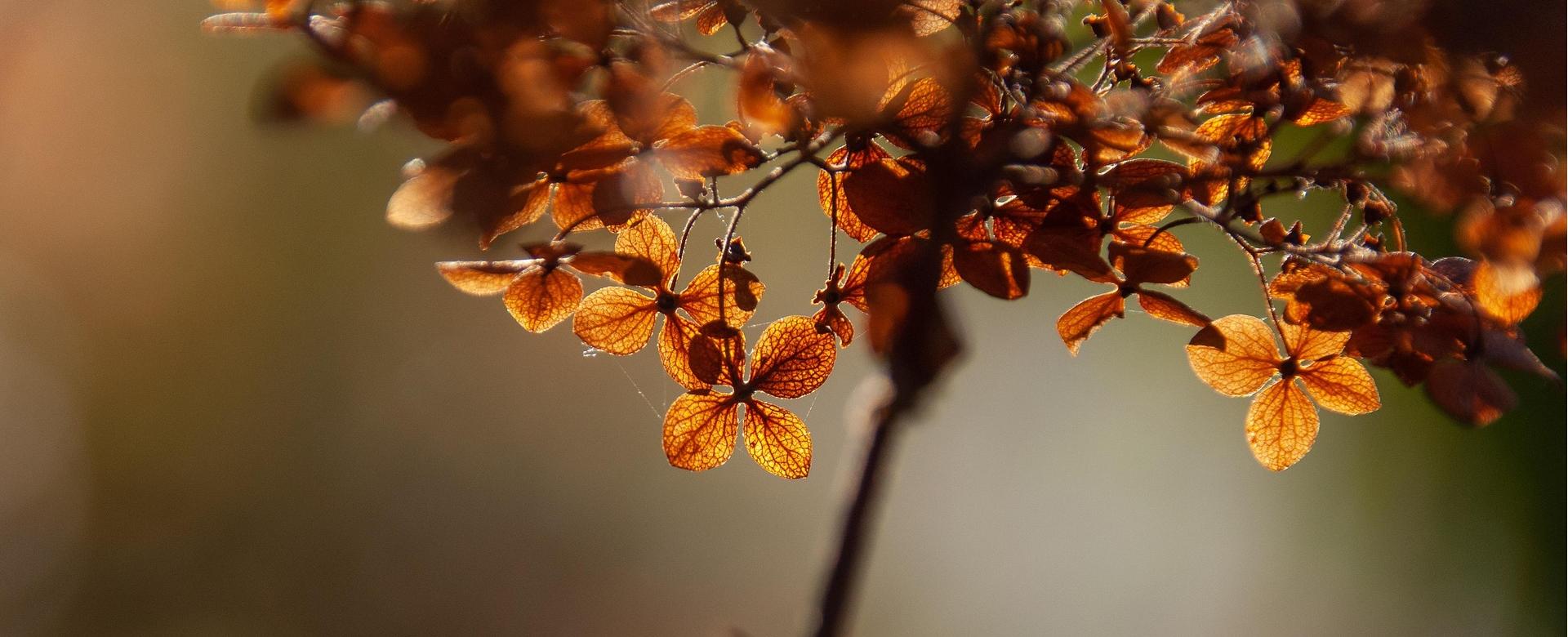 Green Plant Store 1 Green Plant Store -Green Plant Store leaves 7590923 1920