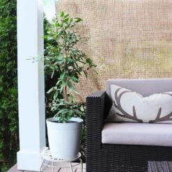 Miracle Berry Plant 10 Miracle Berry Plant -Green Plant Store mIRACLE bERRY 4 FGT