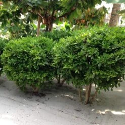 Miracle Berry Plant 11 Miracle Berry Plant -Green Plant Store mIRACLE bERRY 6