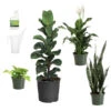 New Apartment House Plant Kit -Green Plant Store new apartment 600x600 69fe138b a539 4040 9046 311493f7657f