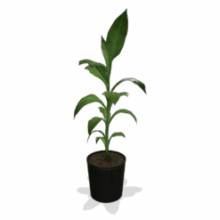 Cold Hardy Banana Tree -Green Plant Store products 0759c65d 800b 498b b0a2 d9fb8d8c790e