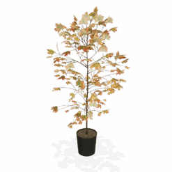 Autumn Blaze® Red Maple Tree 12 Autumn Blaze® Red Maple Tree -Green Plant Store products 5f8d8f31 87b0 4c0c bdb7 89dc64fd77ef