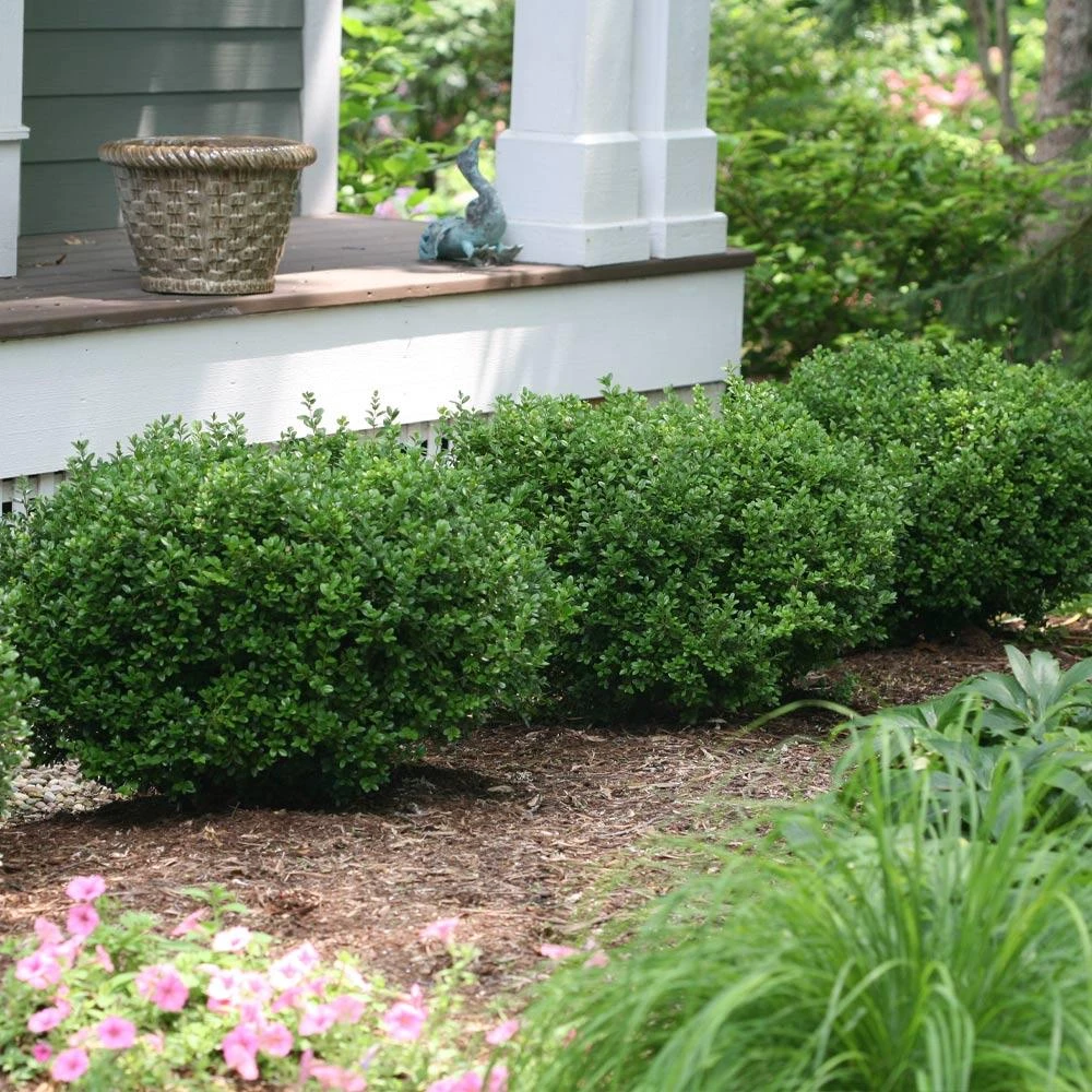 Sprinter® Boxwood Shrub 4 Sprinter® Boxwood Shrub - Image 2