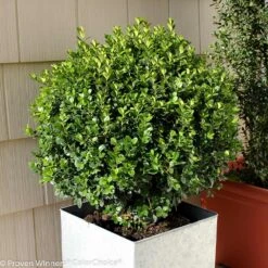 Sprinter® Boxwood Shrub 9 Sprinter® Boxwood Shrub -Green Plant Store sprinter boxwood 2 FGT