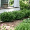 Sprinter® Boxwood Shrub -Green Plant Store sprinter boxwood FGT 600x600 1d3de2dc 2862 48c3 9040 bfbaae1bb5e5