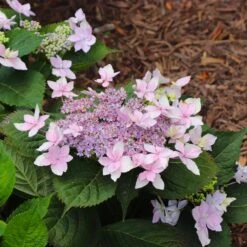 Tuff Stuff Ah-Ha® Hydrangea Shrub -Green Plant Store tuff stuff ah ha hydrangea 8