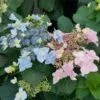Tuff Stuff Ah-Ha® Hydrangea Shrub -Green Plant Store tuff stuff ah ha hydrangea FGT 600x600 390b118f f30b 4b65 9713 c5642e03702f