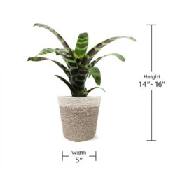 Zebra Plant In Decorative Pot -Green Plant Store zebra jute 1