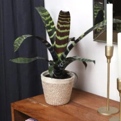 Zebra Plant In Decorative Pot -Green Plant Store zebra jute 4