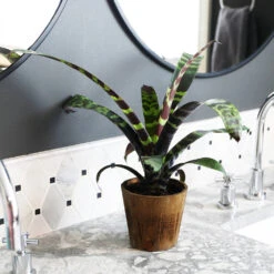 Zebra Plant In Decorative Pot -Green Plant Store zebra wood 1
